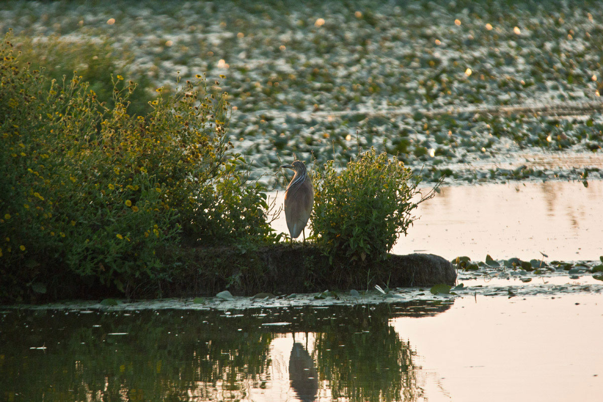 Guardando il sorgere del sole.